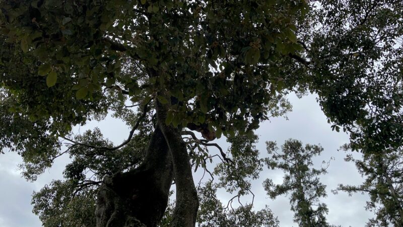 畠山重忠公史跡公園にある伽羅の木