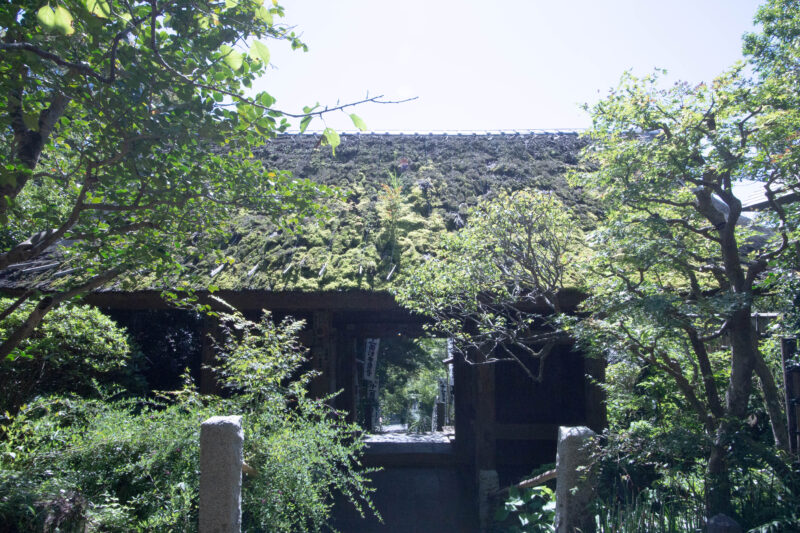 苔寺（鎌倉）杉本寺の苔むした観音堂